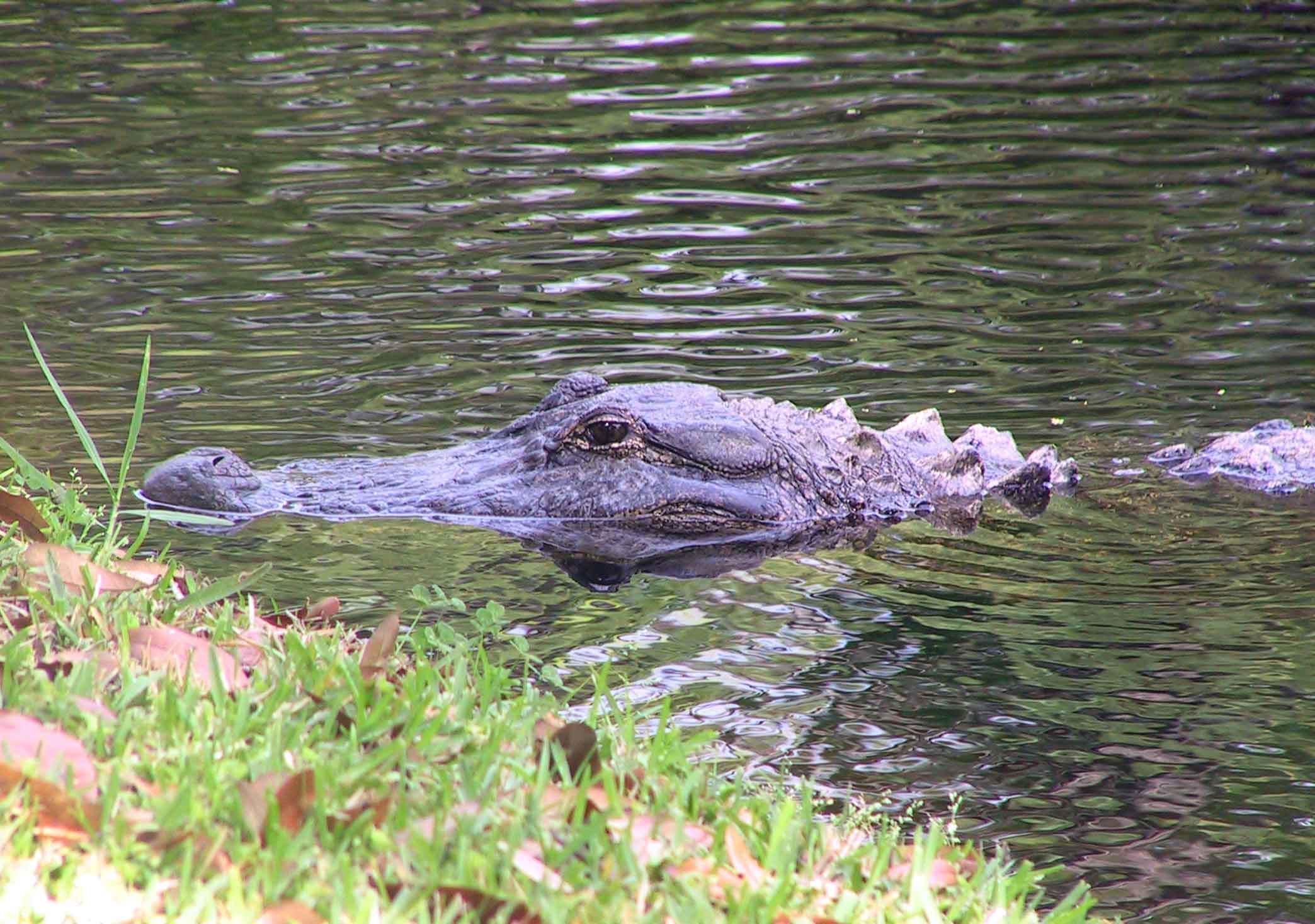 gator up close