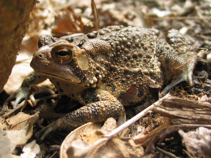 American Toad - Bufo americanus