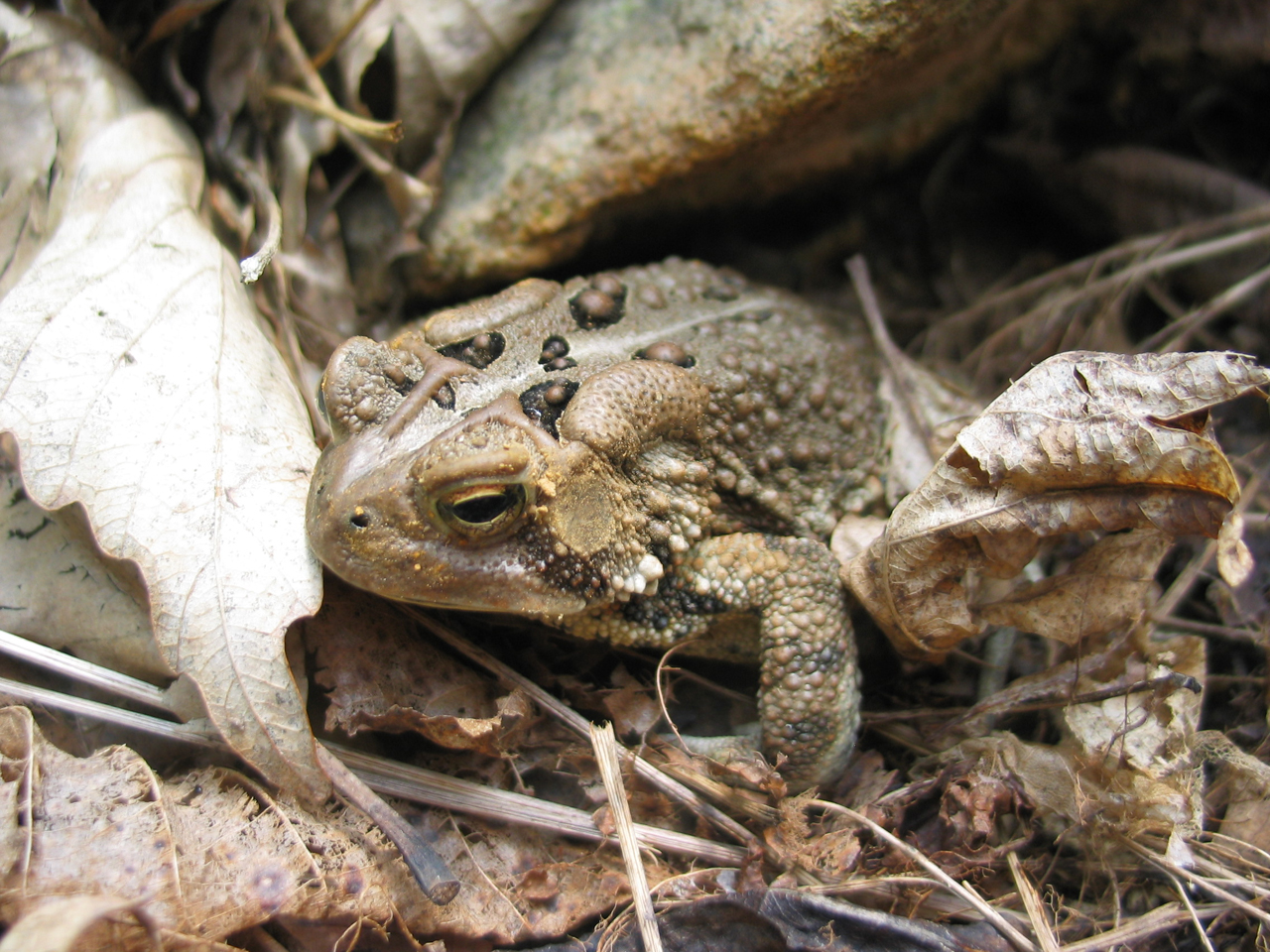 American Toad - Bufo americanus