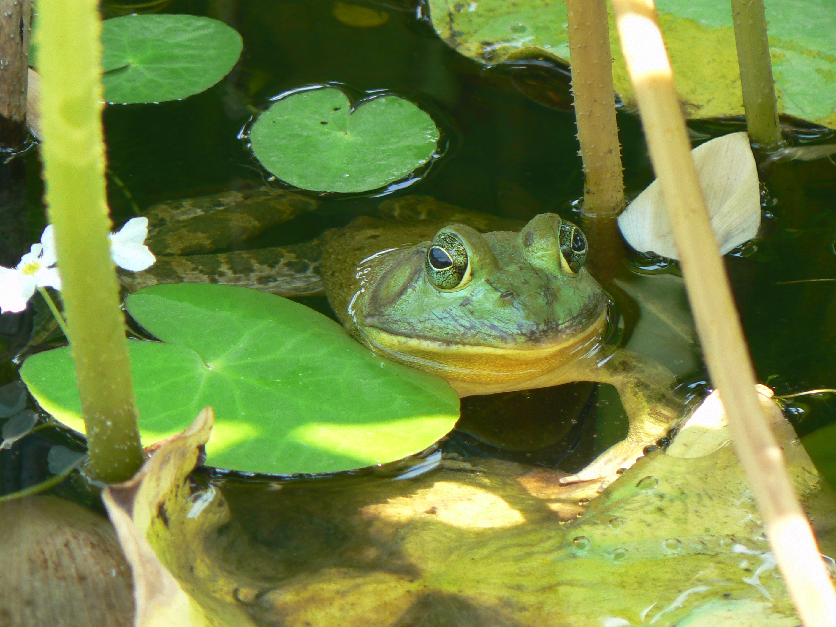 American Bullfrog - Rana catesbeiana