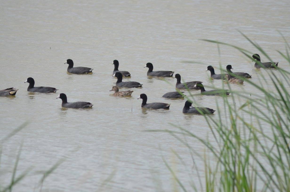 American Coots swimming together. A couple of young in the group.