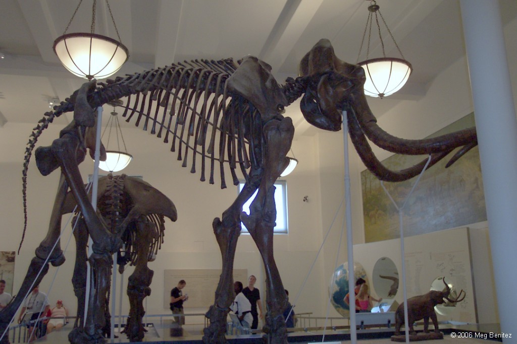 Mammoth at American Museum of Natural History