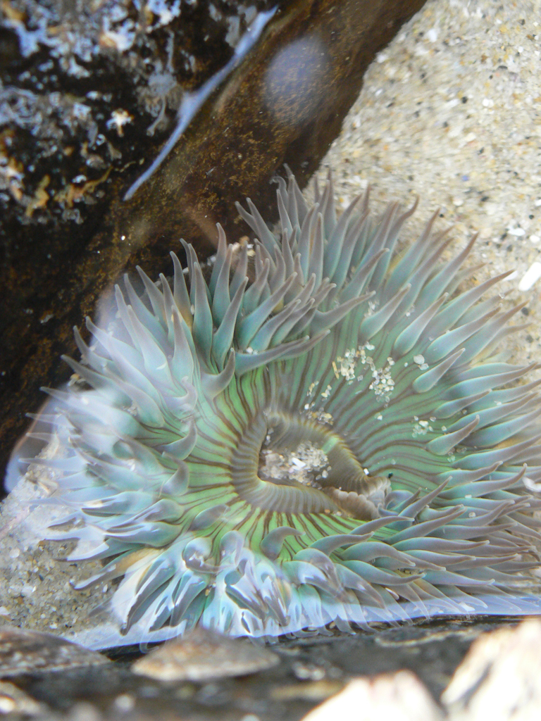 anemone123.jpg