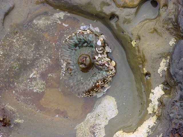 Sea Anemone at Low Tide