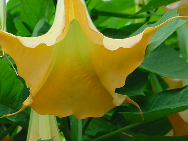 angeltrumpet.jpg