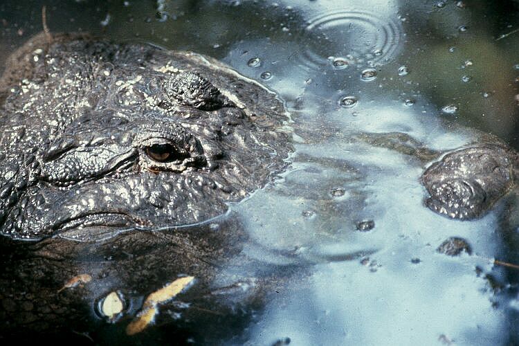 American Alligator - close-up