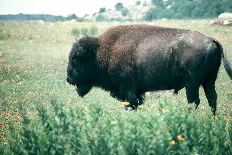 Male Bison in Field of Flowers