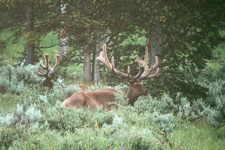 animal-elk-male.jpg