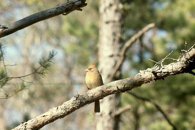 Female Cardinal