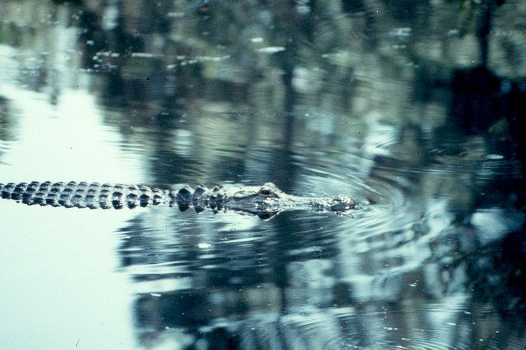 American Alligator