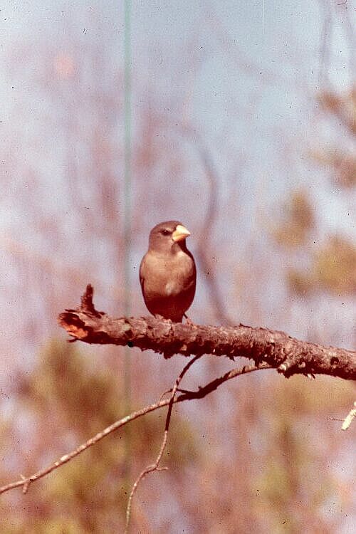 Female Evening Grosbeak