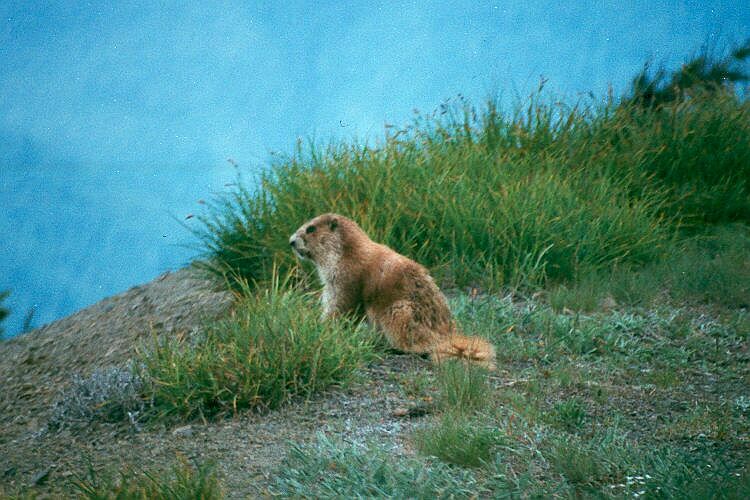 Marmot