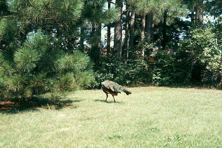 Wild Turkey