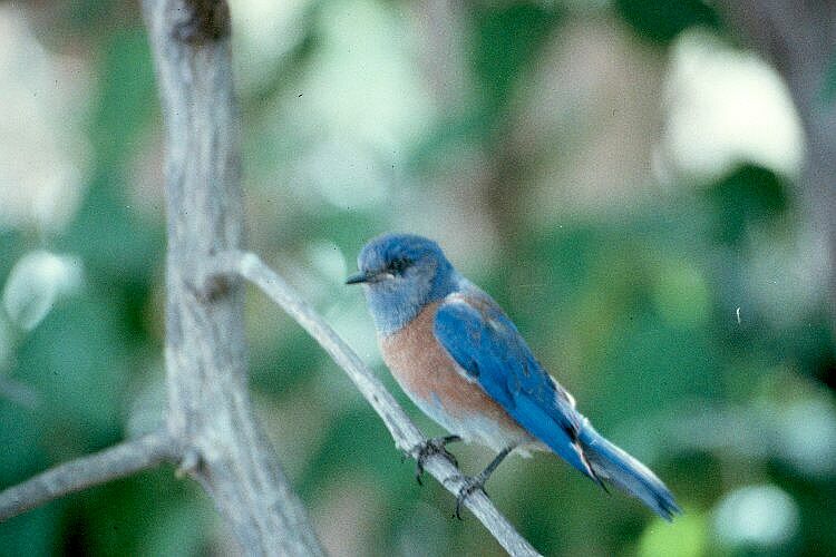 Western Bluebird