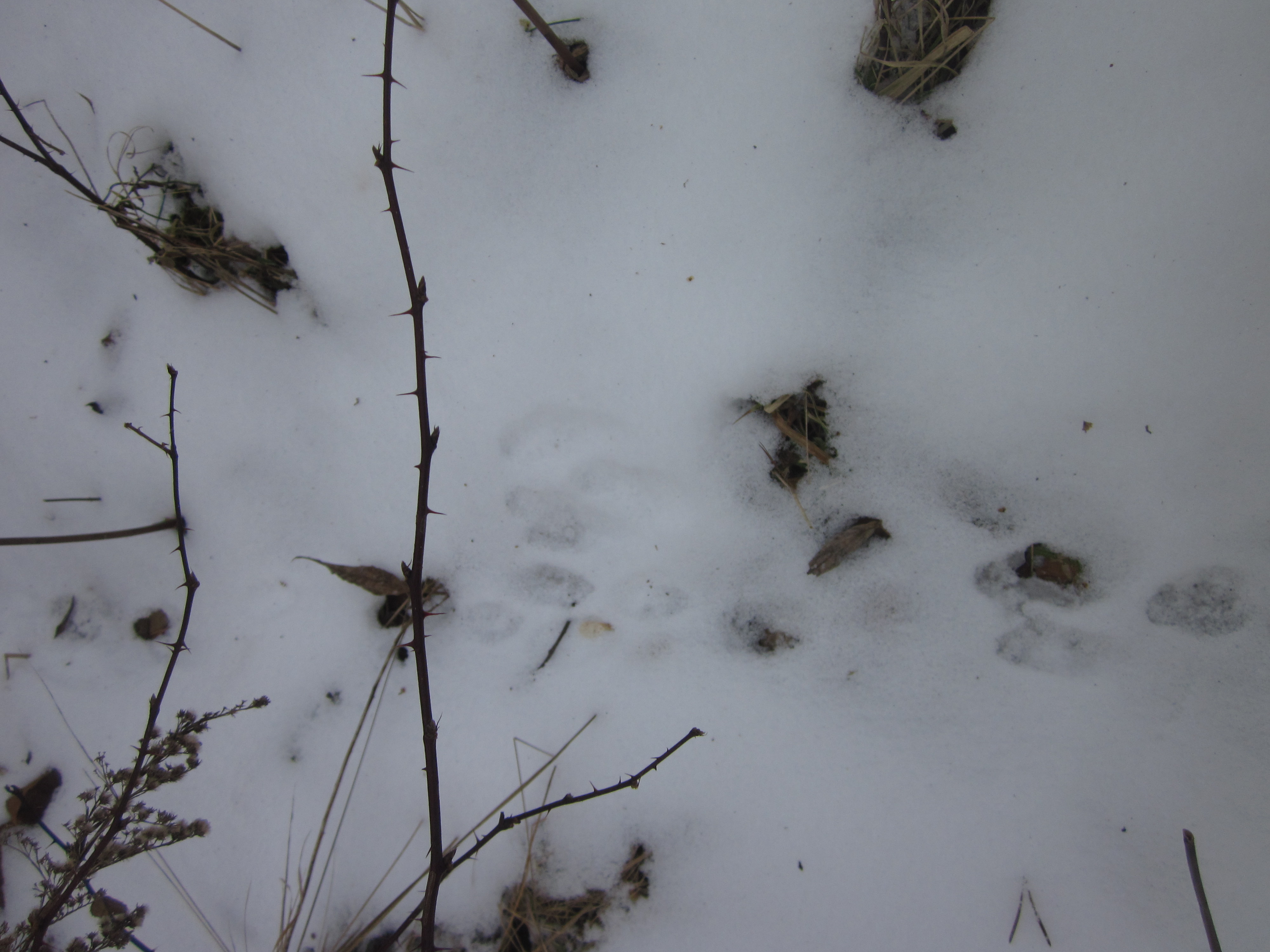 animal tracks in the snow