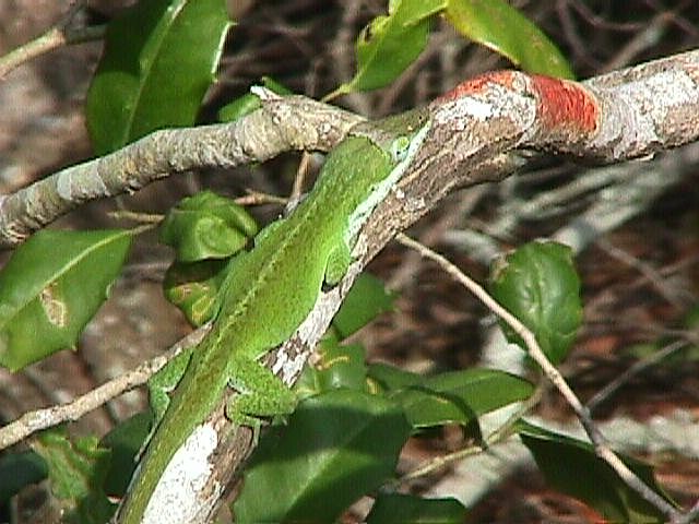 anole.jpg