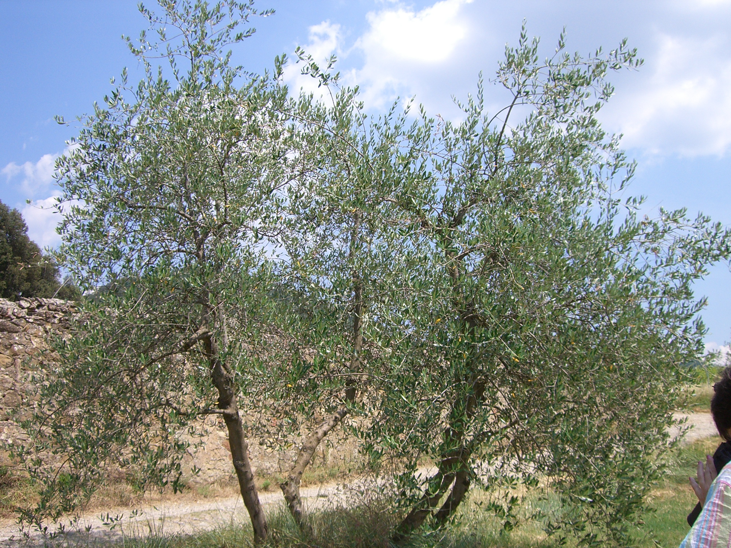 anolivetree.jpg