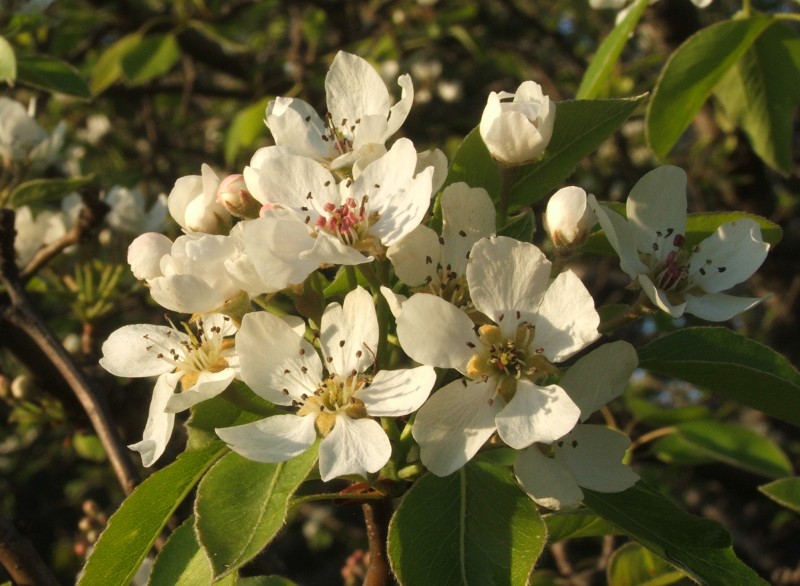 Apple Blossoms