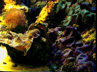 Sea Anemone at the Baltimore Aquarium, Baltimore Maryland