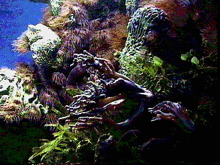 Reef at the Baltimore Aquarium, Baltimore Maryland