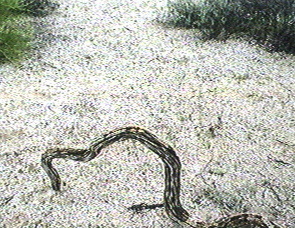 A piece of dead wood in the desert that looks like a snake.