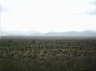 Desert scene on a perserve in Arizona