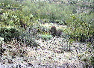 Desert scene on a perserve in Arizona