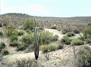 Desert scene on a perserve in Arizona