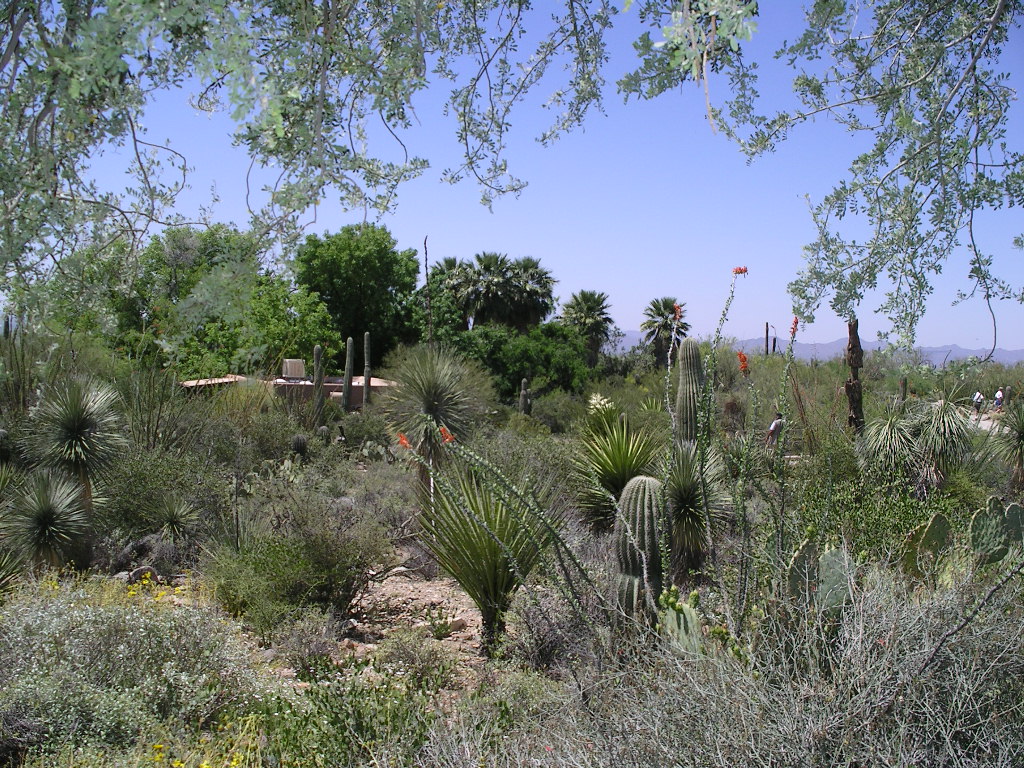 Sonora Desert