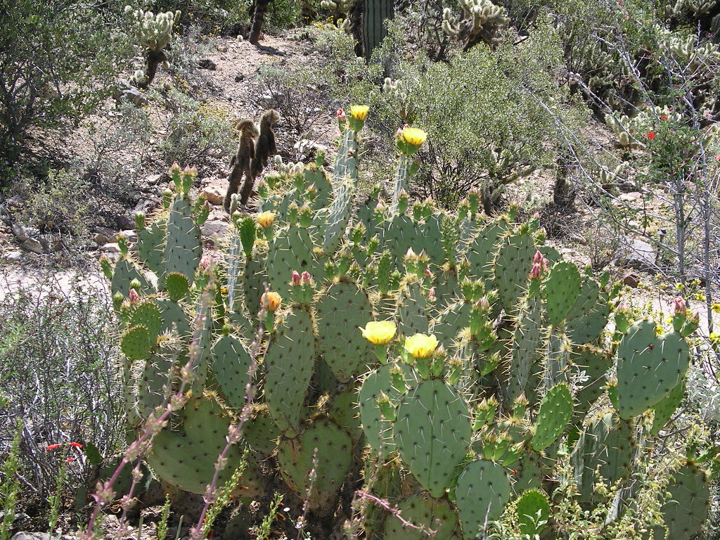 Cactus-- blooming flowers