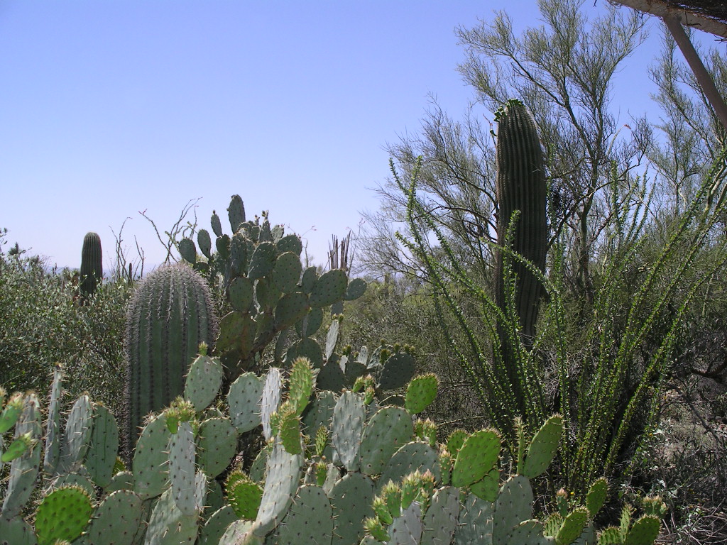 Sonora Desert