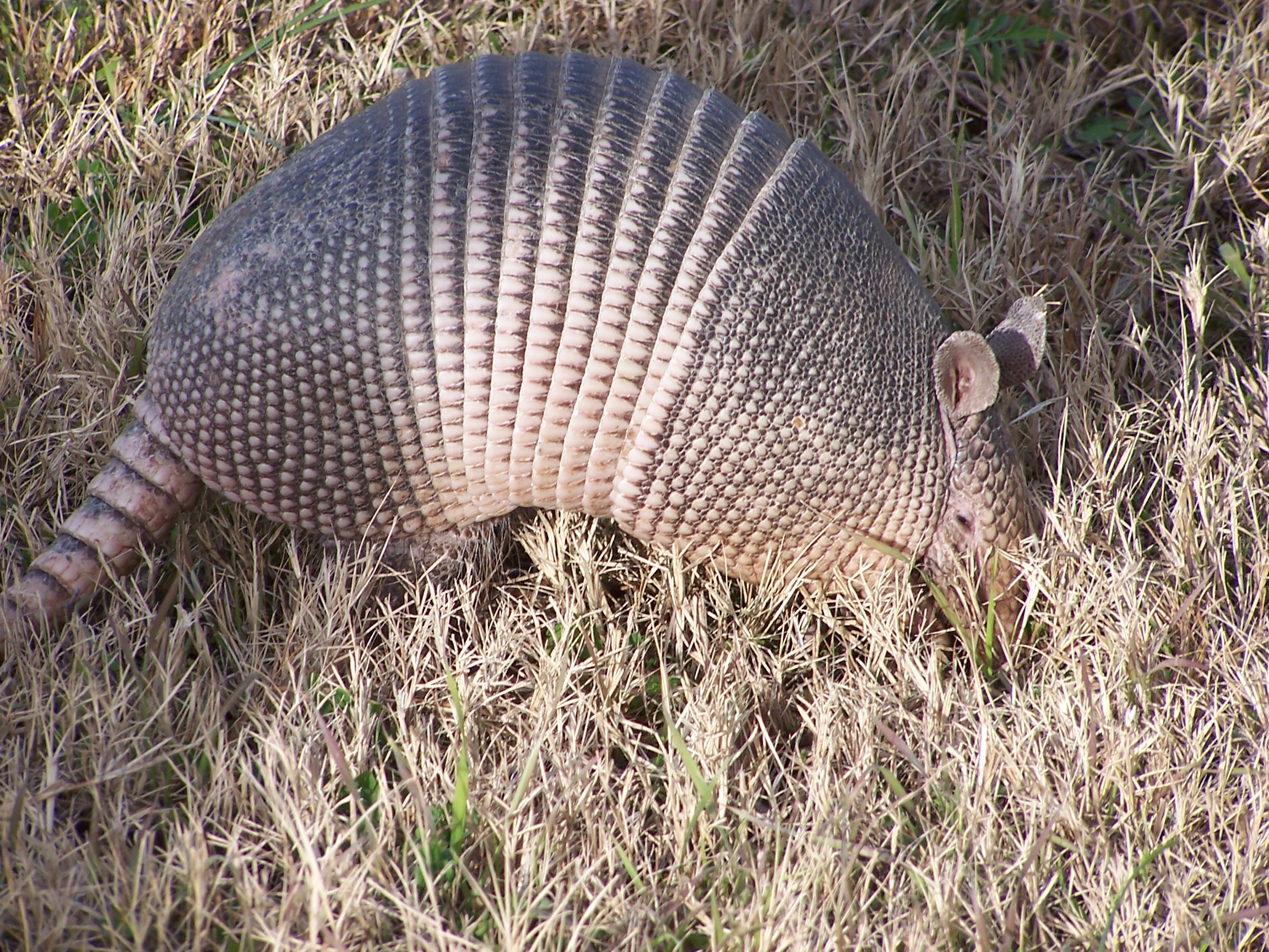 external image armdllo.jpg