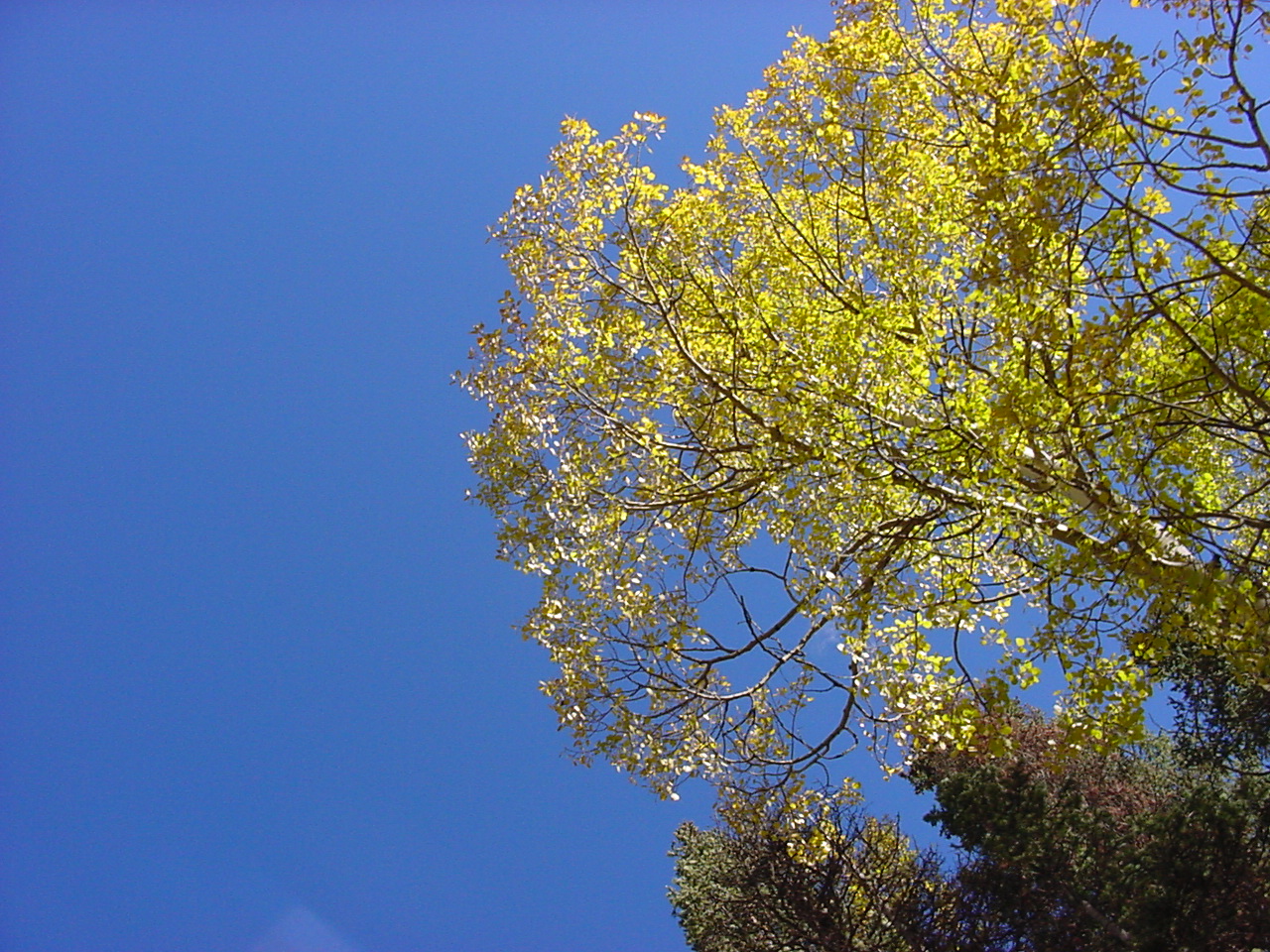 Aspen background