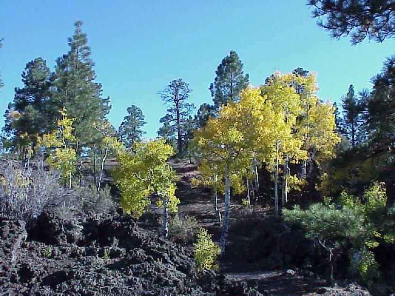 Aspens in Lava