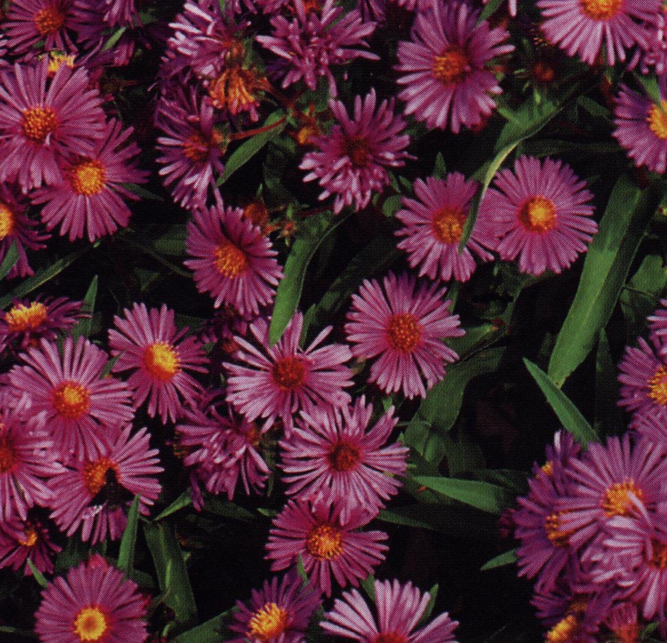 Asters