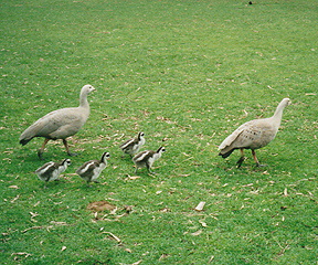 Cape Breton Geese family Cleland Wildlife Park Australia