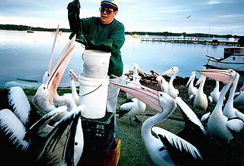 Pelican Feeding at the American River in Australia