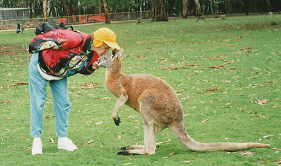 A Red Kangaroo in the Cleland Wildlife Park Australia