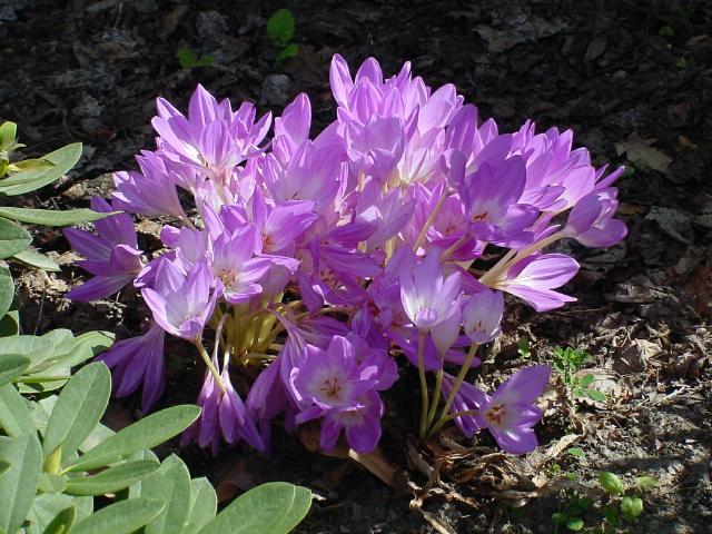 Autumn Crocus