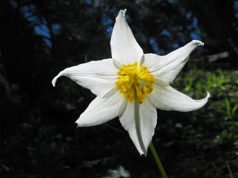 avalanche-lily_erythroniummontanum.jpg