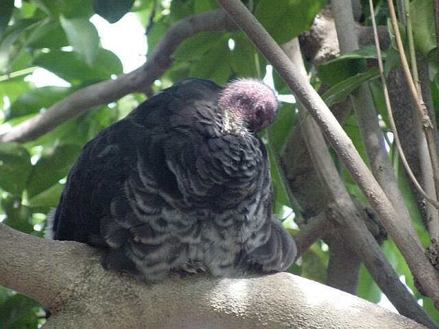 Brush turkey