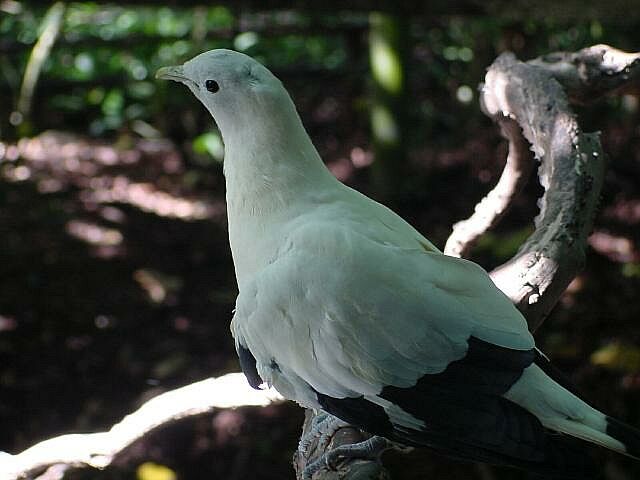 Pied Imperial Pigeon
