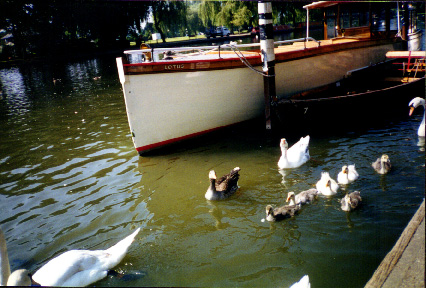 Swans, ducks and geese on the Avon River - Murray Family Vacation