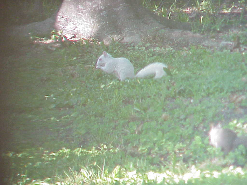 Whitey and friend