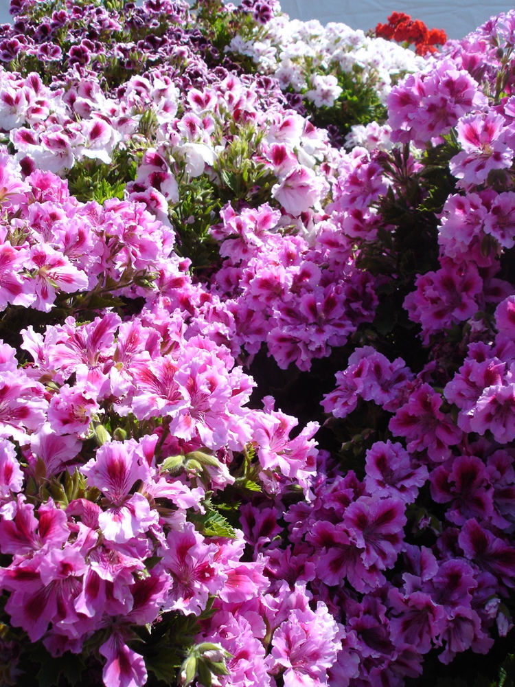 Azaleas