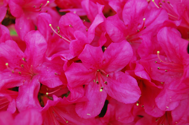 Azaleas