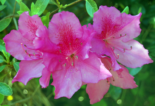 azaleas2.jpg