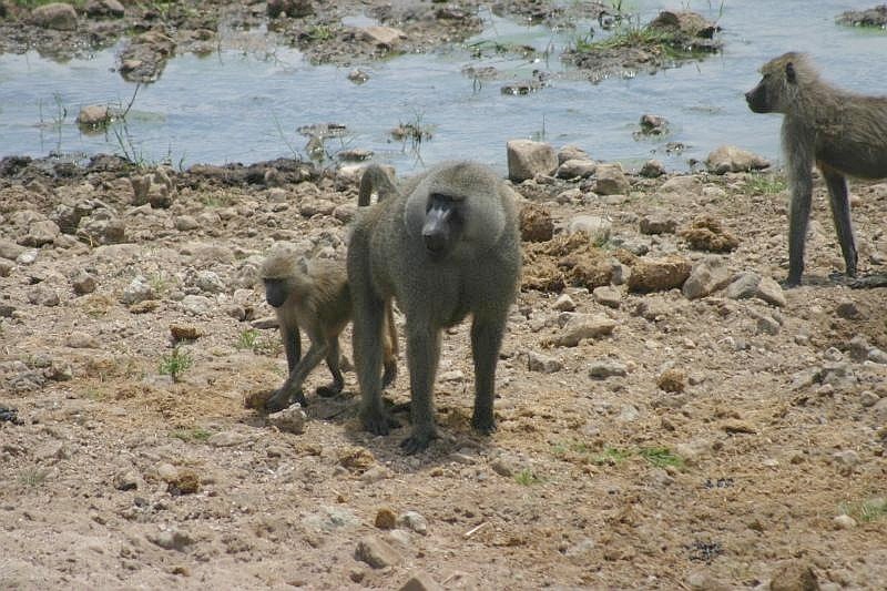 Baboon feeding