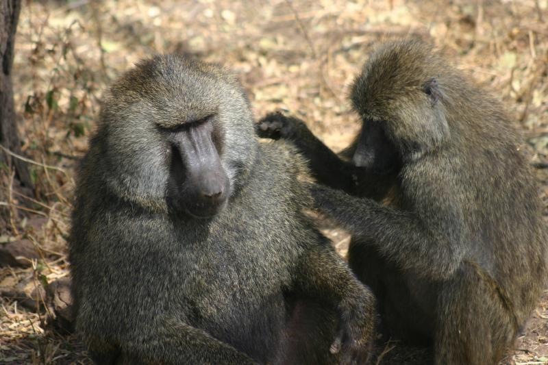 Baboon Grooming