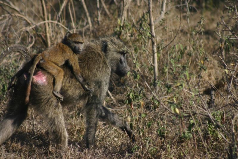 Baboon mother and baby